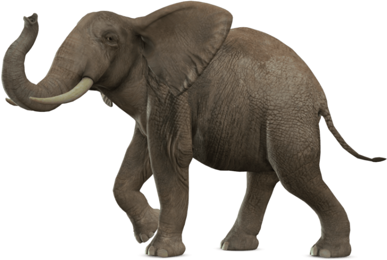 Elephant Png (850x619)