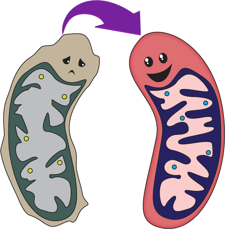 This Could Be You After Voting For Mitochondria - Mitochondrial Png (900x917)