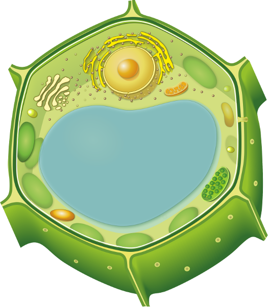 Agrisera Compartment Marker Antibodies - Agrisera Compartment Marker Antibodies (525x602)