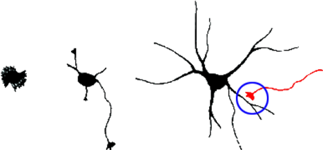 Snapshot Of Mitochondria Undergoing Fusion And Fission - Culture De Cellule Nerveuse (485x248)