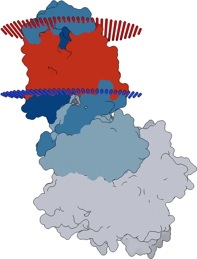 Transmembrane Flat Surface Display Opm - Illustration (1000x1000)