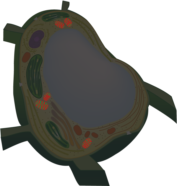 Move A Cursor On Each Organelle To Show A Fluorescence - Vacuoles Png (605x636)