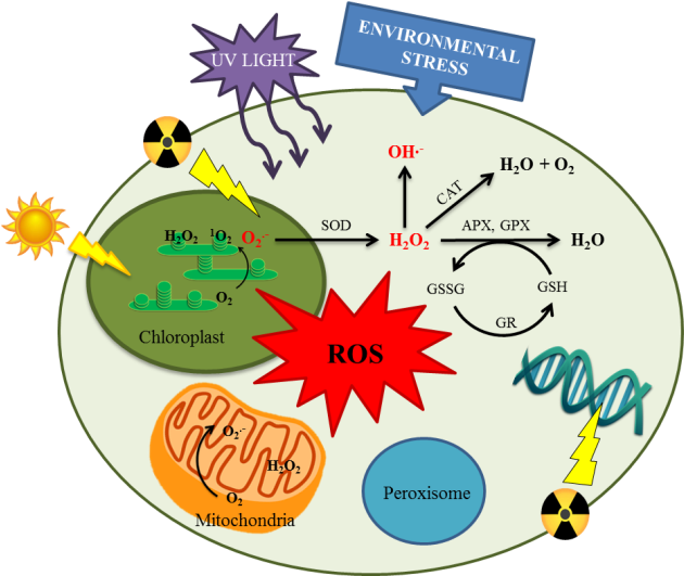 Umb3-2 - Circle (637x530)