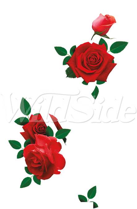 Categories - Floribunda (675x675)