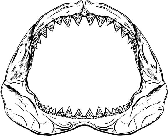 Drawn Shark Jaws Shark - Drawing Of Shark Jaws (640x480)
