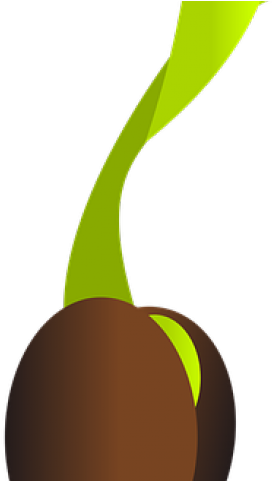 Seed Clipart Mango Seed - Vegetable (640x480)