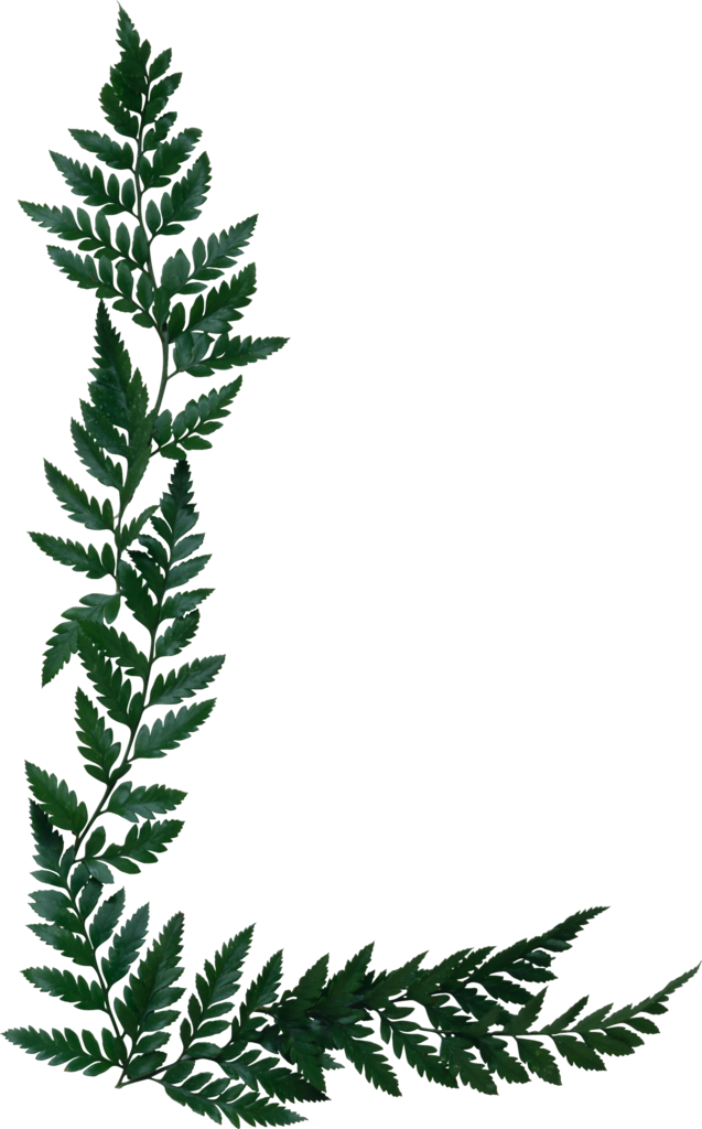 B *✿* Naturaleza Frame Clipart, Journal Cards, Tintin, - Silver Fern Page Border (637x1024)