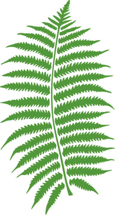Fern Leaves Png - Папоротник Png (385x720)