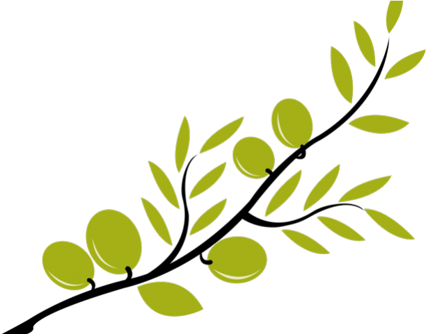 Branch Clipart Olive Branch - Olive Branch Clipart Transparent (640x480)