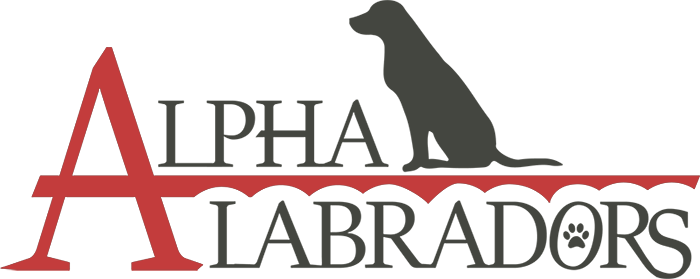Alpha Labradors - Dog (700x279)
