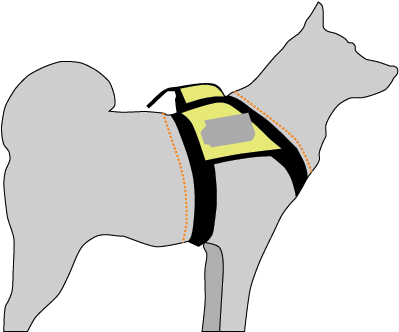 Video Instruction Manual For Camera - Black Norwegian Elkhound (446x351)