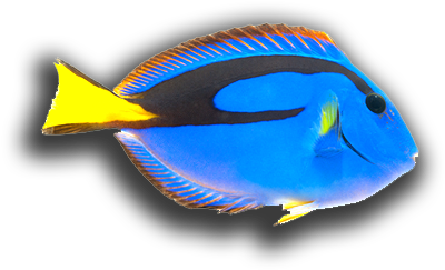 Blue Freshwater Fish - Coral Reef Fish (460x304)