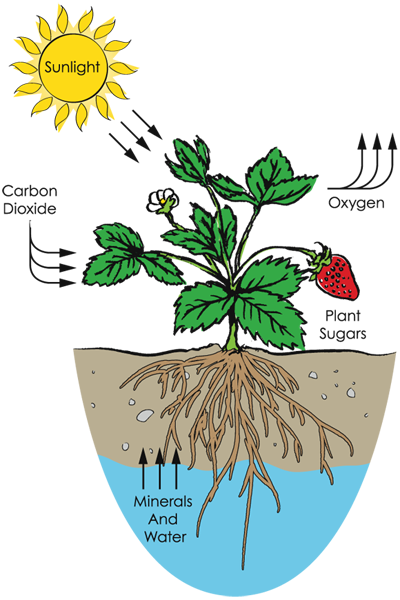 With Fast Growing Plants Civic Garden Center - With Fast Growing Plants Civic Garden Center (400x600)