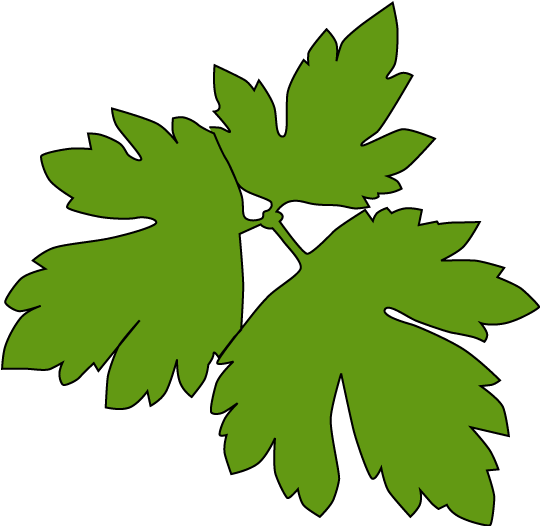 Ranunculus Acris - Ranunculus Acris Png (643x554)