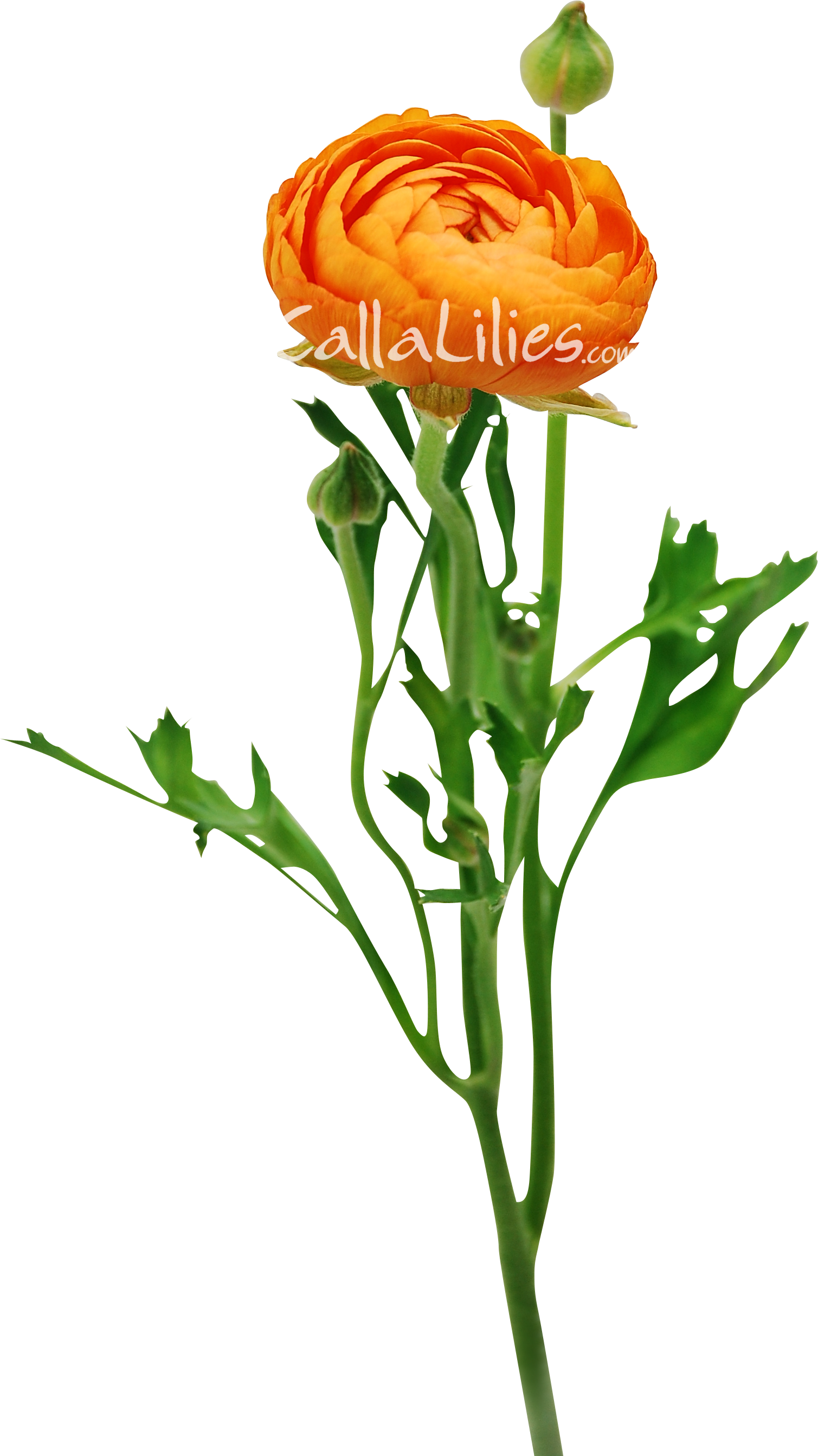 Wedding Flowers - Orange Ranunculus - « - Ranunculus Orange (1509x2686)