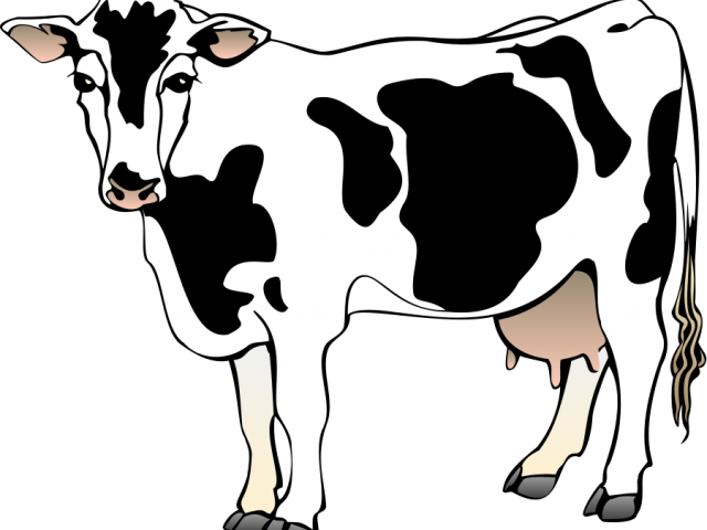 Cow Clipart Png (640x480)