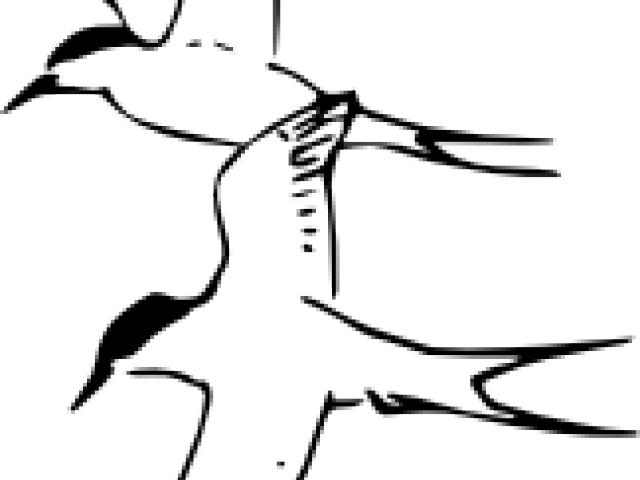 Tern Clipart Colored - Arctic Tern Coloring Page (640x480)