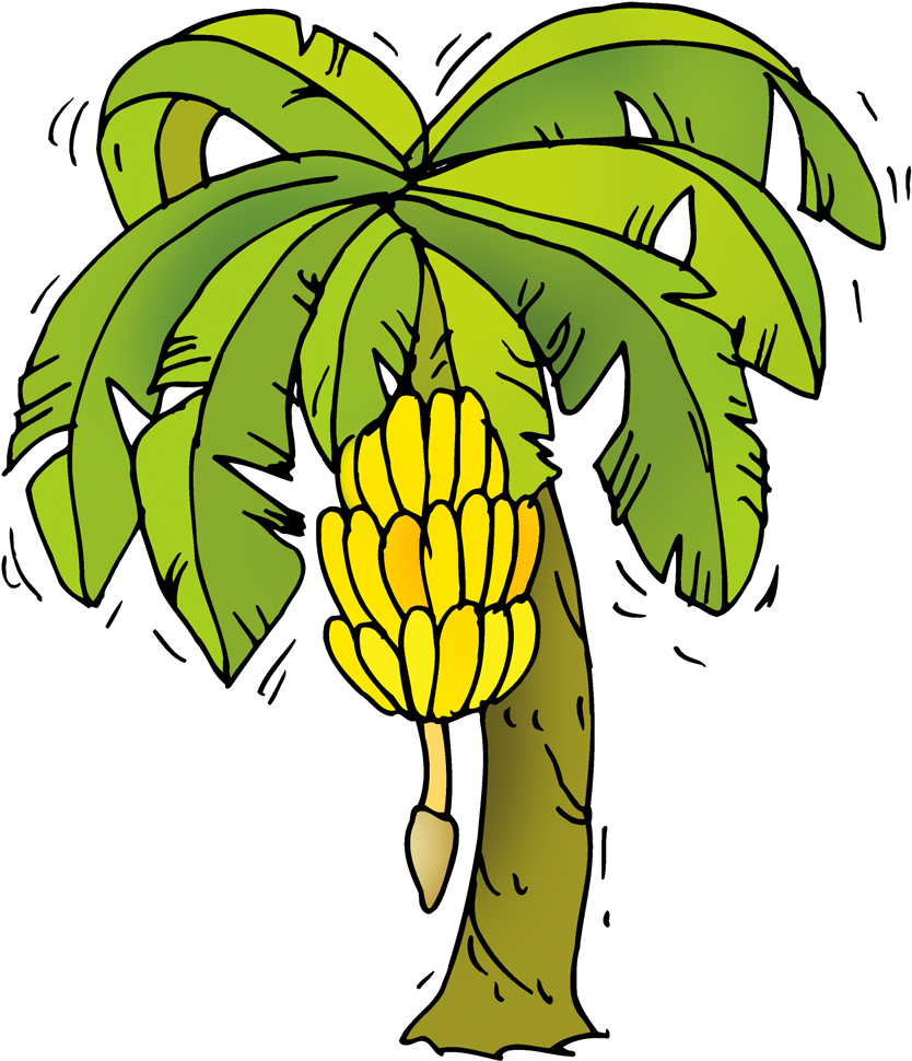 Plant - Banana Tree Cartoon Png (1000x1000)