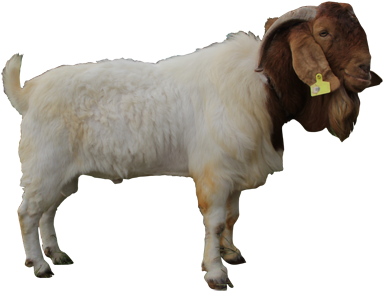 Clipart Images - Kambing Psd (469x313)