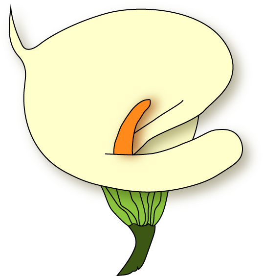 Calla Lily - Illustration (618x618)