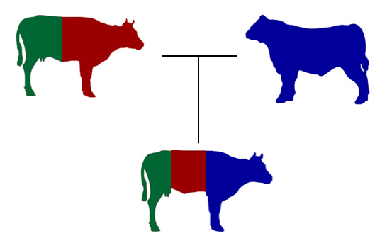 Image Showing A Three Breed Terminal Cross - Cow Vector Icon Black And White (553x350)