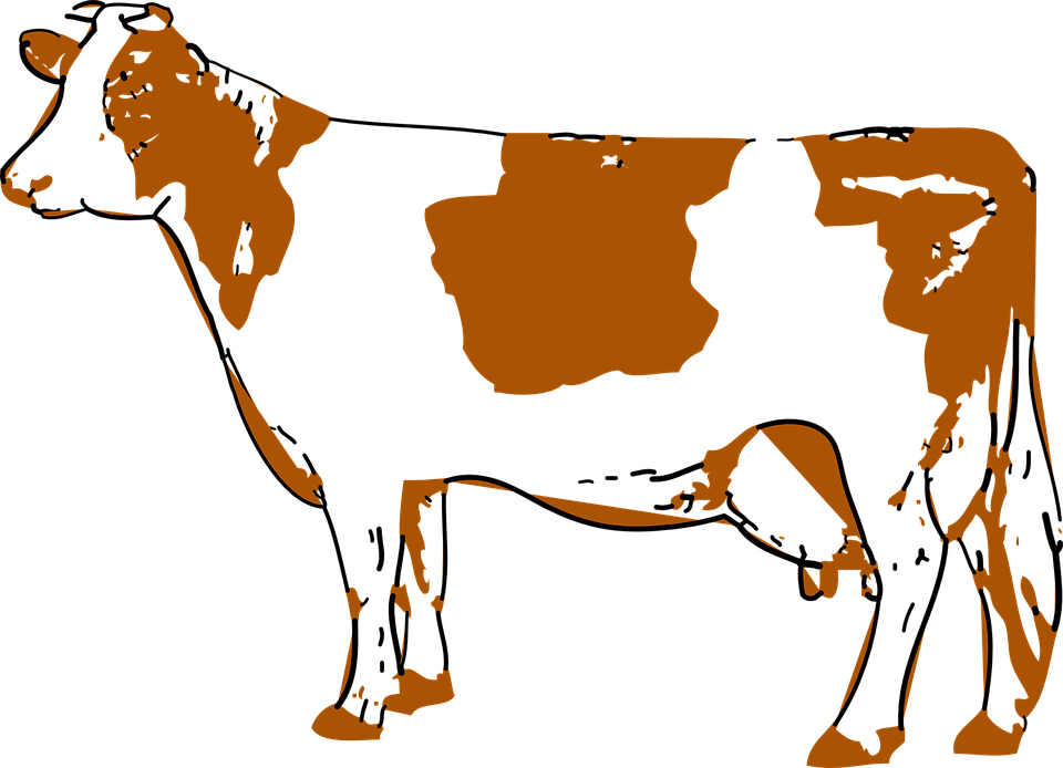 Cattle Clipart Udder - American Cow Png (960x694)