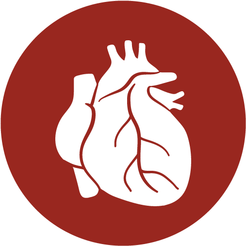 Heart Ready For Use - Heart Organ Icon Png (520x520)