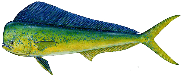 Clip Art Free South Padre Island Fish Pinterest - Dolphin Fish (600x256)