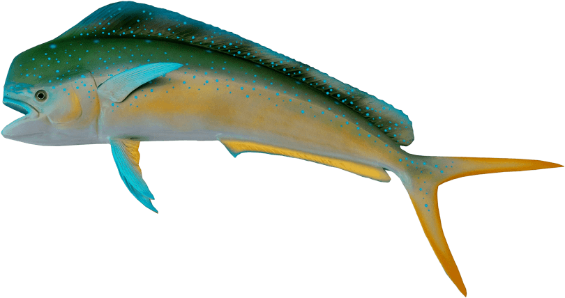 Download Fish Png Images Background - Fish (851x556)