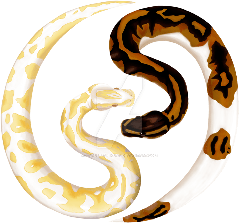 Ball Python Snake Drawings - Albino Ball Python Painting (900x900)