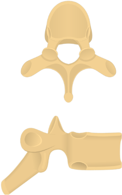 Superior And Lateral Views Of A Thoracic Vertebra - Lateral View Of Thoracic Vertebra (770x406)