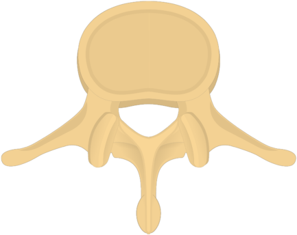 Lumbar Vertebra - Superior View - Lumbar Vertebrae Superior View (745x550)