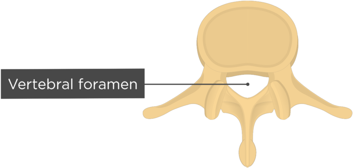 Lumbar Vertebra - Vertebral Foramen - Superior View - Illustration (745x550)
