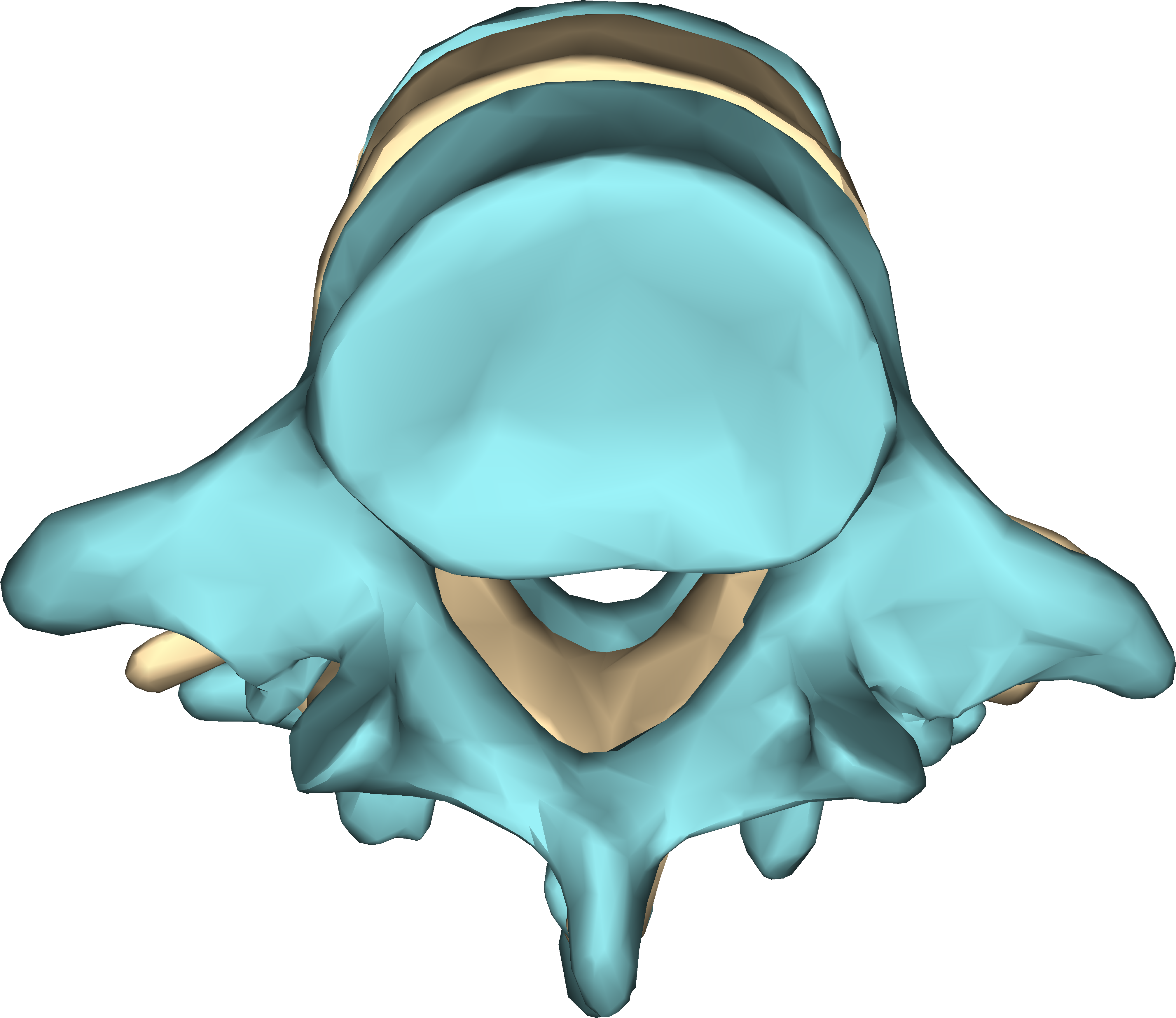 File - Lumbar Vertebrae - Close-up - Inferior View2 - Illustration (4500x4500)