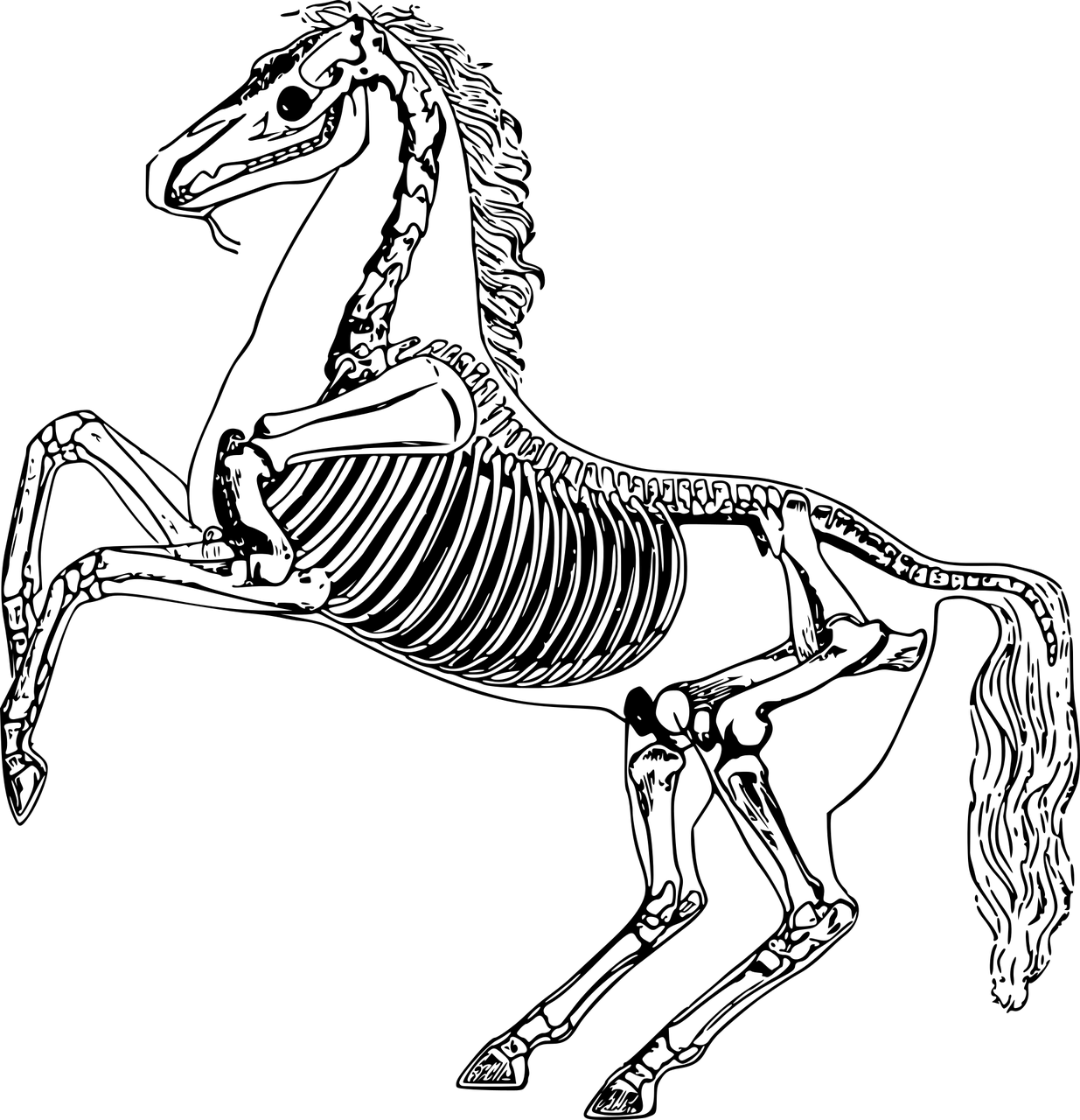 What Is Equine Conformation And How To Use It - Cartoon Horse Skeleton (1235x1280)