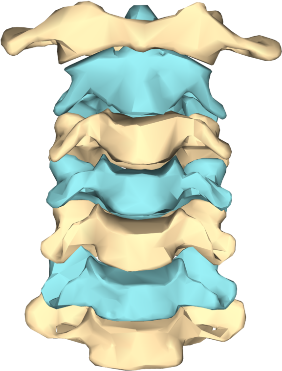 240 × 240 Pixels - Vertebras Cervicales Png (768x768)