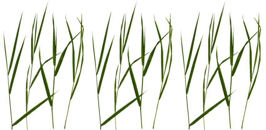 Free Png Download Grass Blade Texture Png Images Background - Grass Blade Texture Png (850x417)