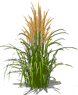Clip Art Clipartix - Tall Grass Texture Png (326x395)