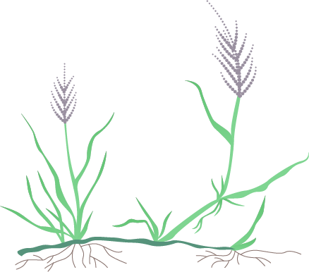 Some Facts About Buffalo Grass - Purple Needle Grass Drawing (438x386)