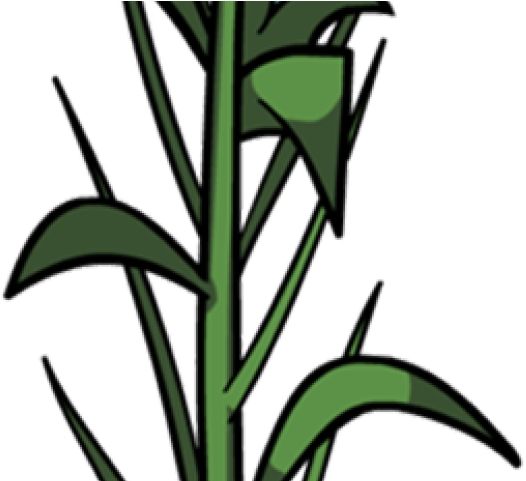 Corn Clipart Corn Leaf - Planta De Maiz Png (640x480)