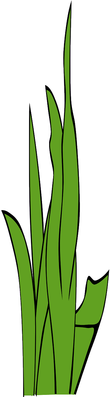 Stylised Tree Free Graphics Blades Of Grassgrassweedgramineous - Gambar Animasi Rumput Laut (640x1280)