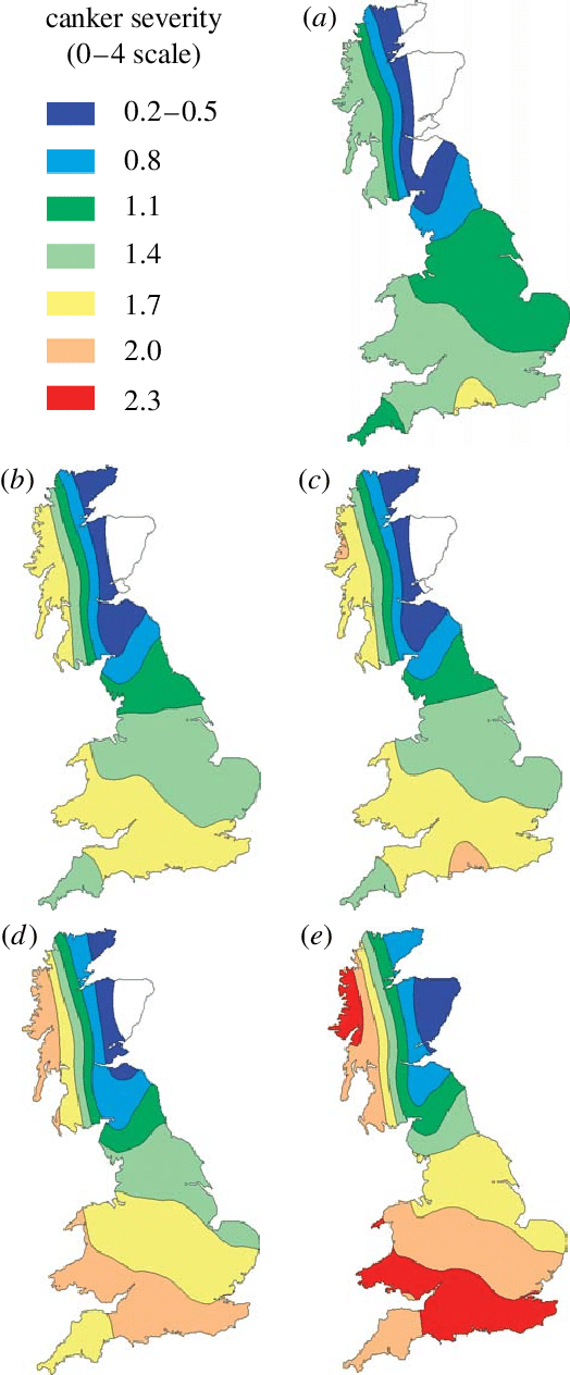 Predicted Severity Of Phoma Stem Canker At Harvest - Map Of Uk (524x1264)
