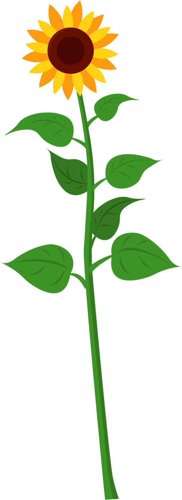 Sunflower - Different Parts Of Plant (1667x1668)