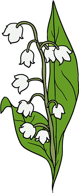 680 X 678 2 - Lily Of The Valley Drawing Simple (680x678)