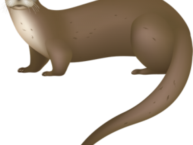 Sea Otter Clipart 3d Printed - Sea Otter Vs River Otter (640x480)
