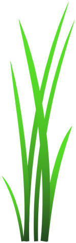 512 X 512 1 - Sweet Grass (512x512)