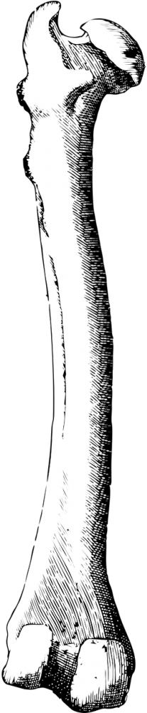 Bone,leg - Bone (500x1000)