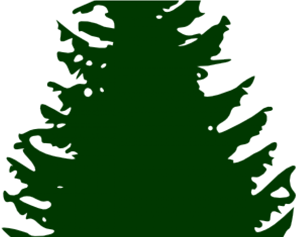 Fir Clipart Ashoka Tree - Transparent Pine Tree Clip Art (640x480)