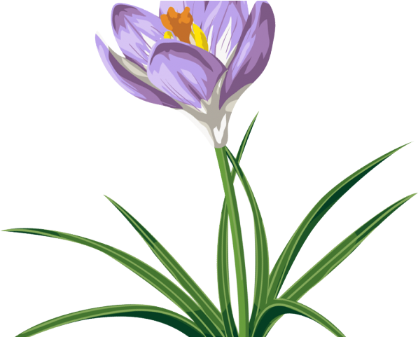 Crocus Clipart Clip Art - Clip Art (640x480)