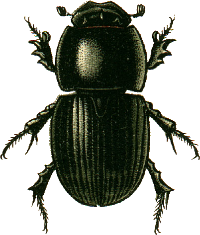 Dung Beetle Png Pluspng - Dung Beetle (402x473)